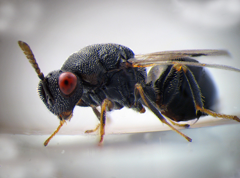 Cynipidae: Andricus quercustozae con parassitoide